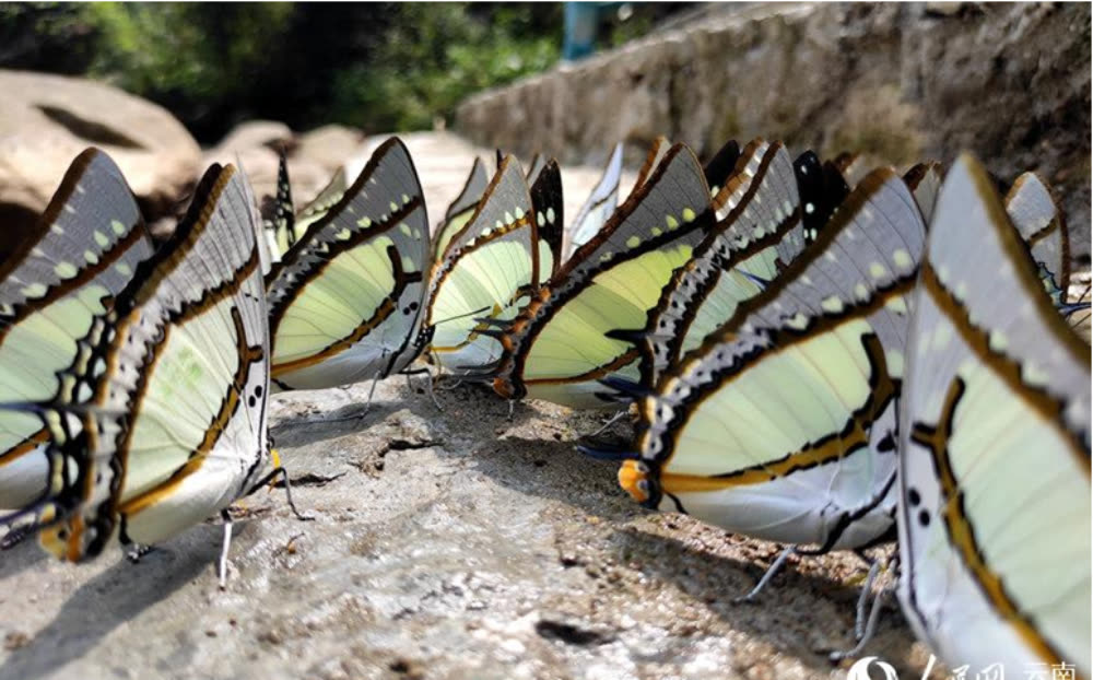 云南金平 上亿只 精灵 即将羽化成蝶 Tnaot